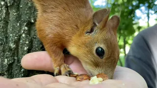 Милая, контактная белка ест с руки в парке