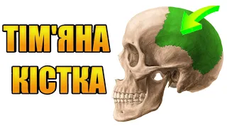 Тім'яна кістка