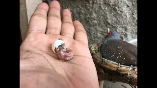 AJUDEI um filhote de Rolinha Diamante a sair do OVO