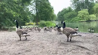 As happy as geese, Hanley Park Stoke-On-Trent 24/6/2022