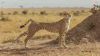 Tre Kafshët më të Shpejta në Botë