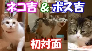 Boss Cat meets Neko Cat. Boss Cat gets into a desparate situation!?