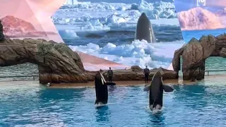 Christmas Eve in San Diego Seaworld: killer whale, beluga whale, penguin, dolphin, sea lion, walrus…