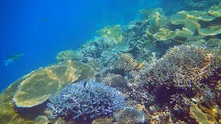 Chillout while exploring this pristine coral reef in the Maldives