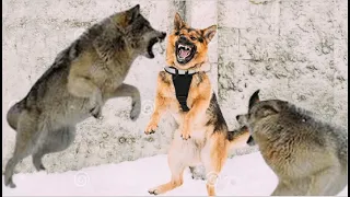 German Shepherd Fends Off Couple of Wolves!!!