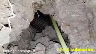 Oh My God! Amazing Man! Dig a cave to catch snakes Cobra 3kg