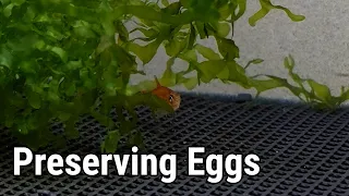A Tank Just For Egg-Scattering Fish