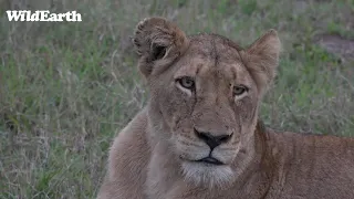 WildEarth - Sunrise  Safari - 15 May 2022