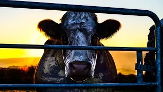 Cowspiracy: The Sustainability Secret (Documentary ozie's 20'14)