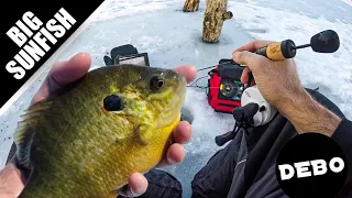 Ice Fishing for Crappie, Bluegill and BIG Sunfish! (Catch and COOK)