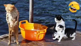 Funniest Animals 2024 😂😂 Best Cats and Dogs videos 🐶😸 part 71