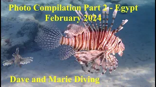 Photo Compilation Part 2 from Marsa Shagra and Marsa Nakari, Egypt February 2024