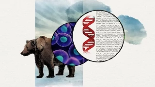 DNA Spells Evolution