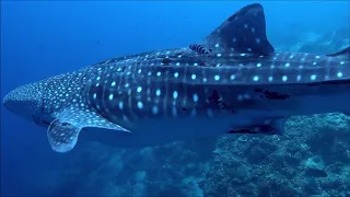 Everybody's Got a Holy Grail. Diving Sipadan Borneo April 2019