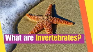 What Are Invertebrates? | Learn the characteristics of invertebrate animals | Lesson Boosters
