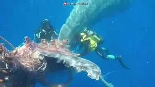 Спасение кита