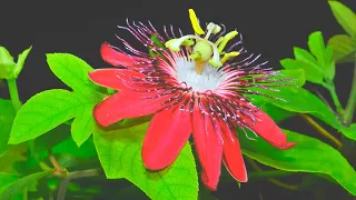 Цветок пассифлора. Удивительное растение, которое сделало мой сезон.