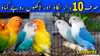 Cheapest Lovebirds mutations Produce expensive Lovebirds | Lovebirds Mutations Karachi