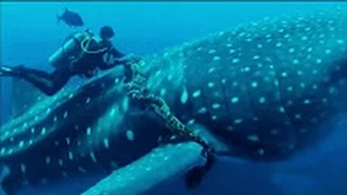 Дайверы спасли кита. Кит просил помощи у людей / Редкие кадры