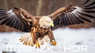 12K HDR 60 FPS Dolby Vision - Animal Movies And Relaxing Piano Music with Natural Sounds