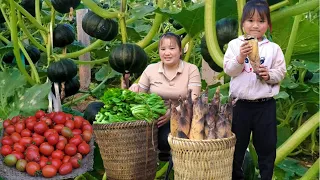 Harvesting vegetables for pickles, Picking last-season tomatoes, Digging bamboo shoots for food