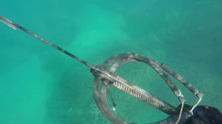 Flashpro Spearfishing Golden Trevally