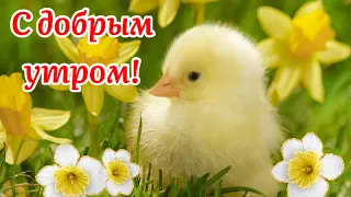 С Добрым Утром!🌷Пусть К Тебе Приходит Счастье! Музыка Сергей Чекалин! Музыкальная Открытка Пожелание