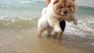 CHOWCHOW TOBYPUFF AT THE BEACH!!