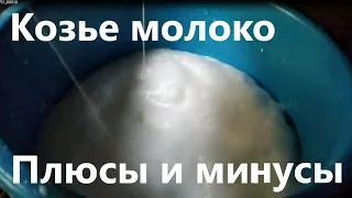 Козье молоко. Плюсы и минусы.