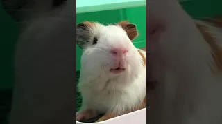 Guinea Pig Chilling