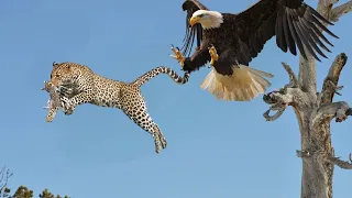 Eagle hunts cubs, mother leopards protect cubs from eagle's chase and the end