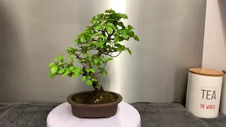 Japanese Hornbeam Bonsai 360 Video