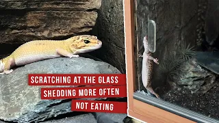 Why Your Leopard Gecko Keeps Scratching, Shedding & Not Eating