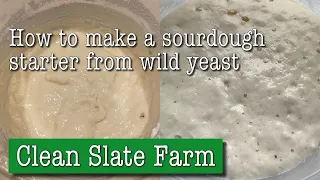 How to make a wild yeast sourdough starter from grapes or apples