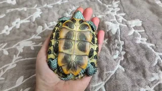 КРАСНОУХАЯ ЧЕРЕПАХА, УЖЕ С ЛАДОШКУ!!🐢МАЛЬЧИК ИЛИ ДЕВОЧКА?! 🤔