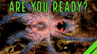 YOUR 1st Tarantula / What To Expect When YOU'RE Expecting a Spider