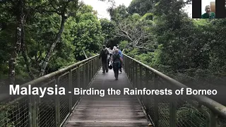 Birding and Wildlife Watching in Borneo in Malaysia by Andrew Siani