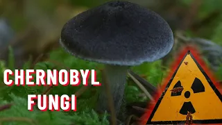 Radiation-eating Chernobyl fungi - are they real?! | Chernobyl Stories