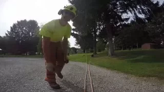 Pulling a tree against it's lean!