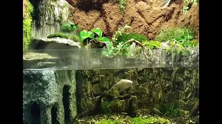 Палюдариум своими руками с водопадом. (Paludarium with your own hands with a waterfall)