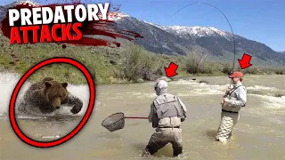 3 Predatory Bear Attacks Too DISTURBING For YouTube!