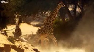 Giraffes Fight To The Death