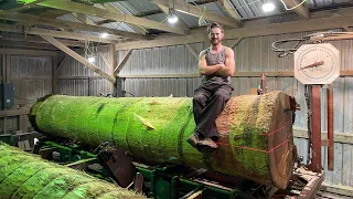 Sawing a 14ft long 33 inch Poplar! #39