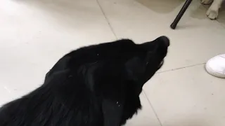 Calupoh  un tanto enojado. Perro lobo dominante.