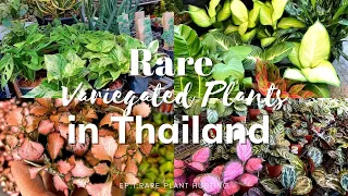 RARE AND VARIEGATED PLANTS IN CHATUCHAK,THAILAND || RARE PLANT HUNTING EP.1