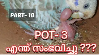 Budgies growth stages-frn egg laying to flyJUNE -2…what happend in the 3rd POT??@petsnnaturezone377