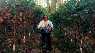 Autumn Leaves | Handpan Music | soundbath