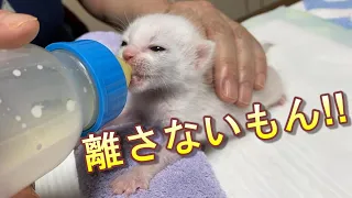 乳首を咥えたら意地でも離さない生後13日目の赤ちゃん子猫が可愛い【保護猫】