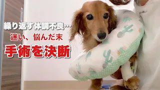 【ダックスフンド】14歳シニア犬の手術を決断【胆嚢摘出手術】