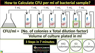 How to Calculate CFU per ml of Bacterial Sample? in 3 Steps || cfu/ml in Microbiology